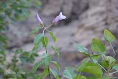 Cryptostegia grandiflora